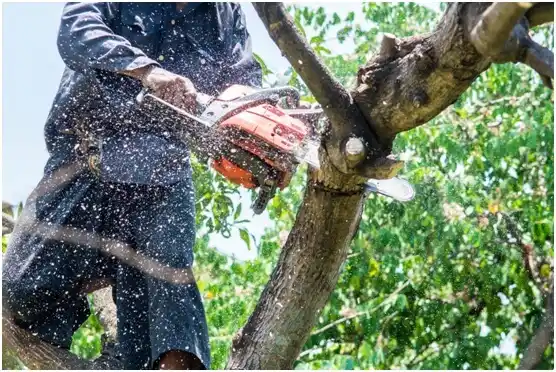 tree services Hooper